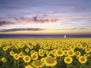Girasoles y torre Castilnovo